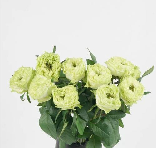 小乔.jpg 小乔.jpg