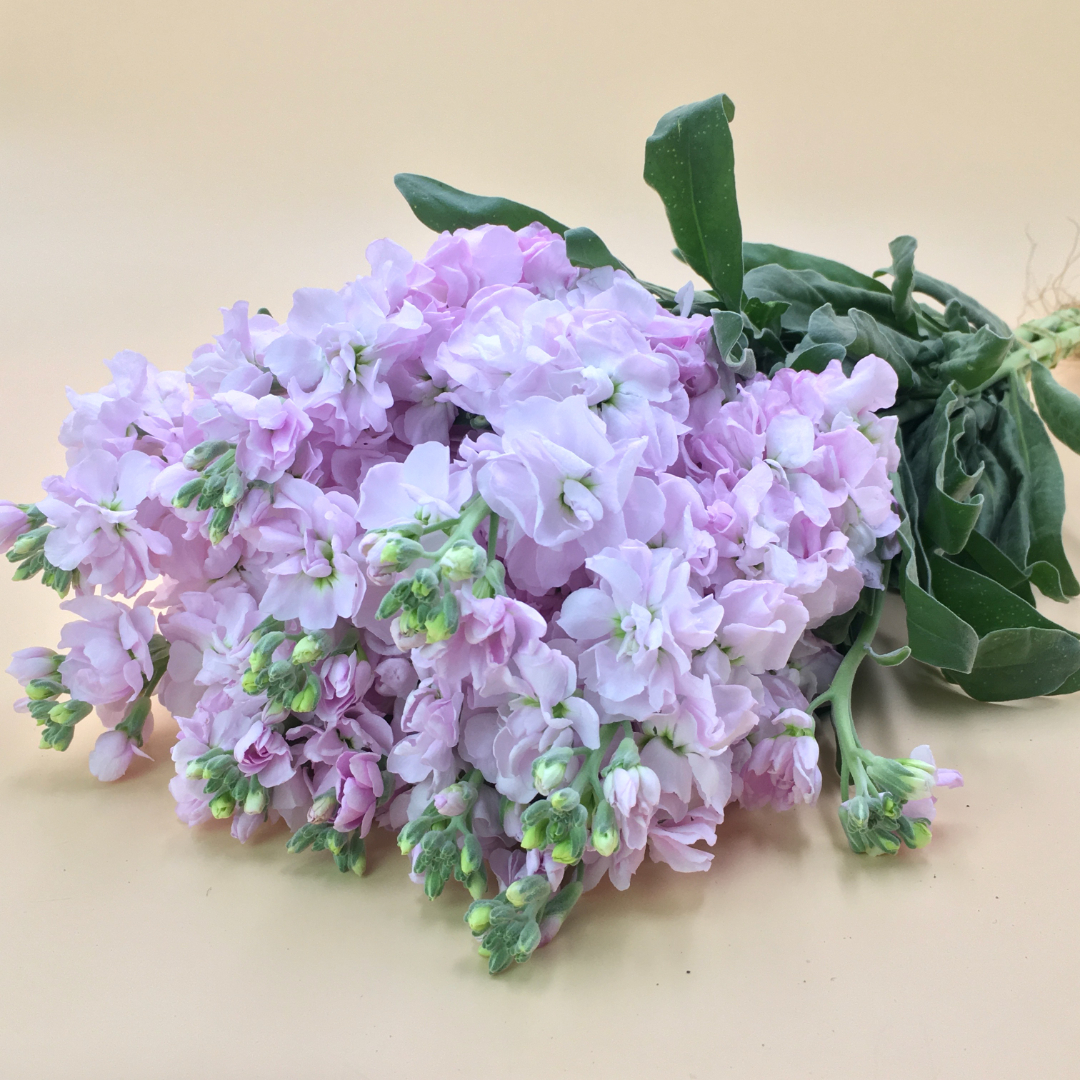 IMG_1769.jpg IMG_1769.jpg