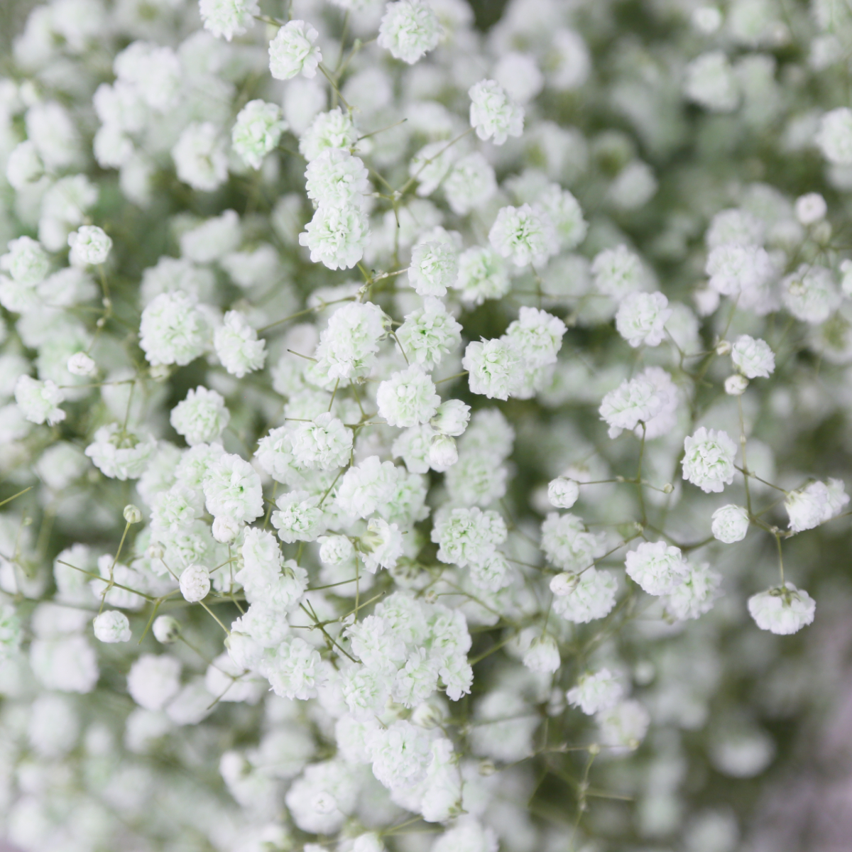 _G7A8458.JPG _G7A8458.JPG