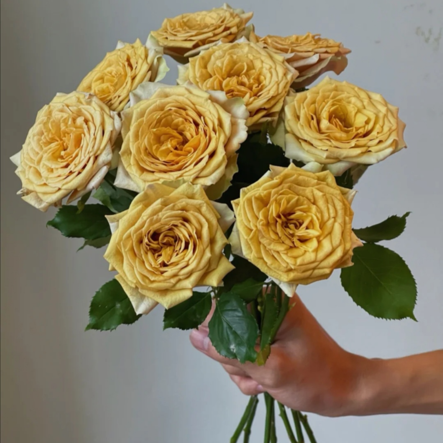 松之梦.jpg 松之梦.jpg