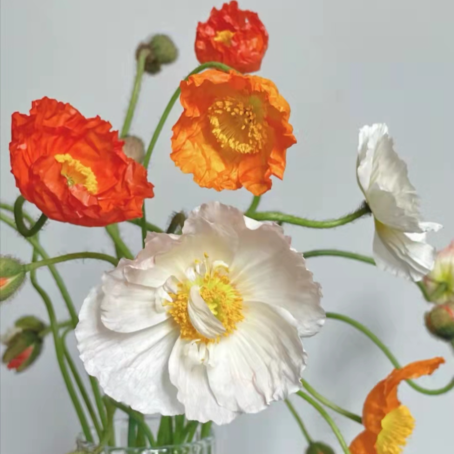 虞美人.jpg 虞美人.jpg