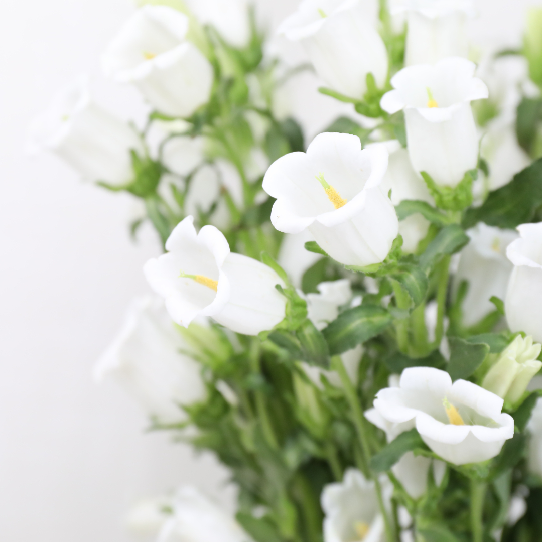 4I7A9301.JPG 4I7A9301.JPG