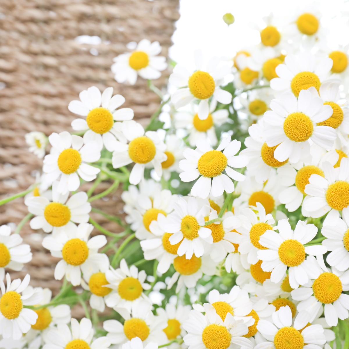 4I7A6786.JPG 4I7A6786.JPG