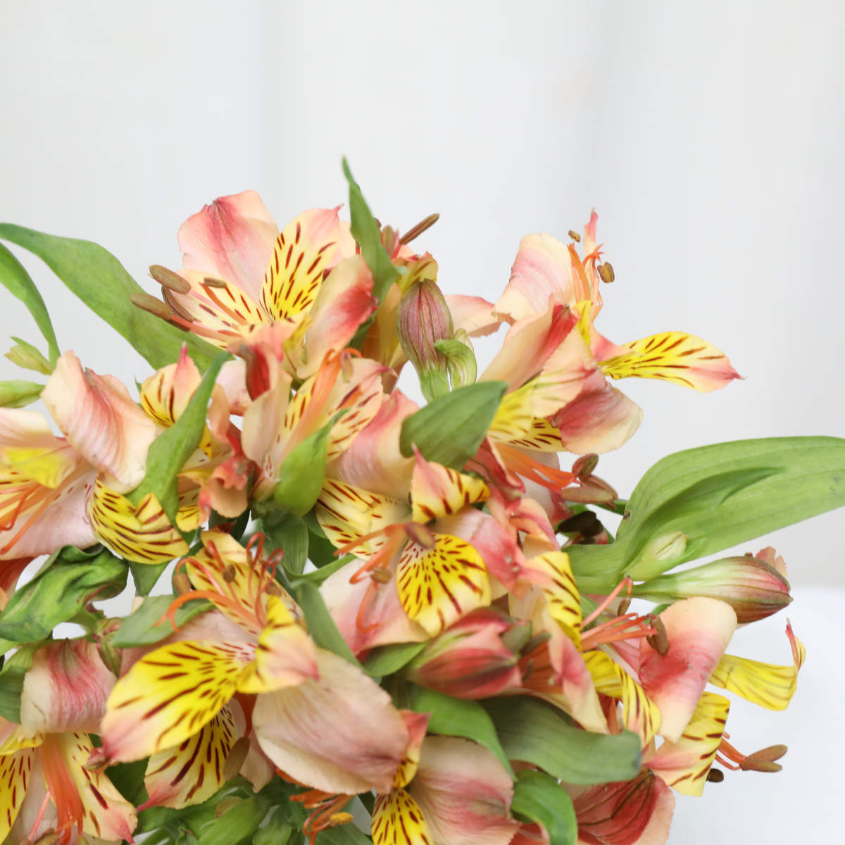 4I7A0267.JPG 4I7A0267.JPG