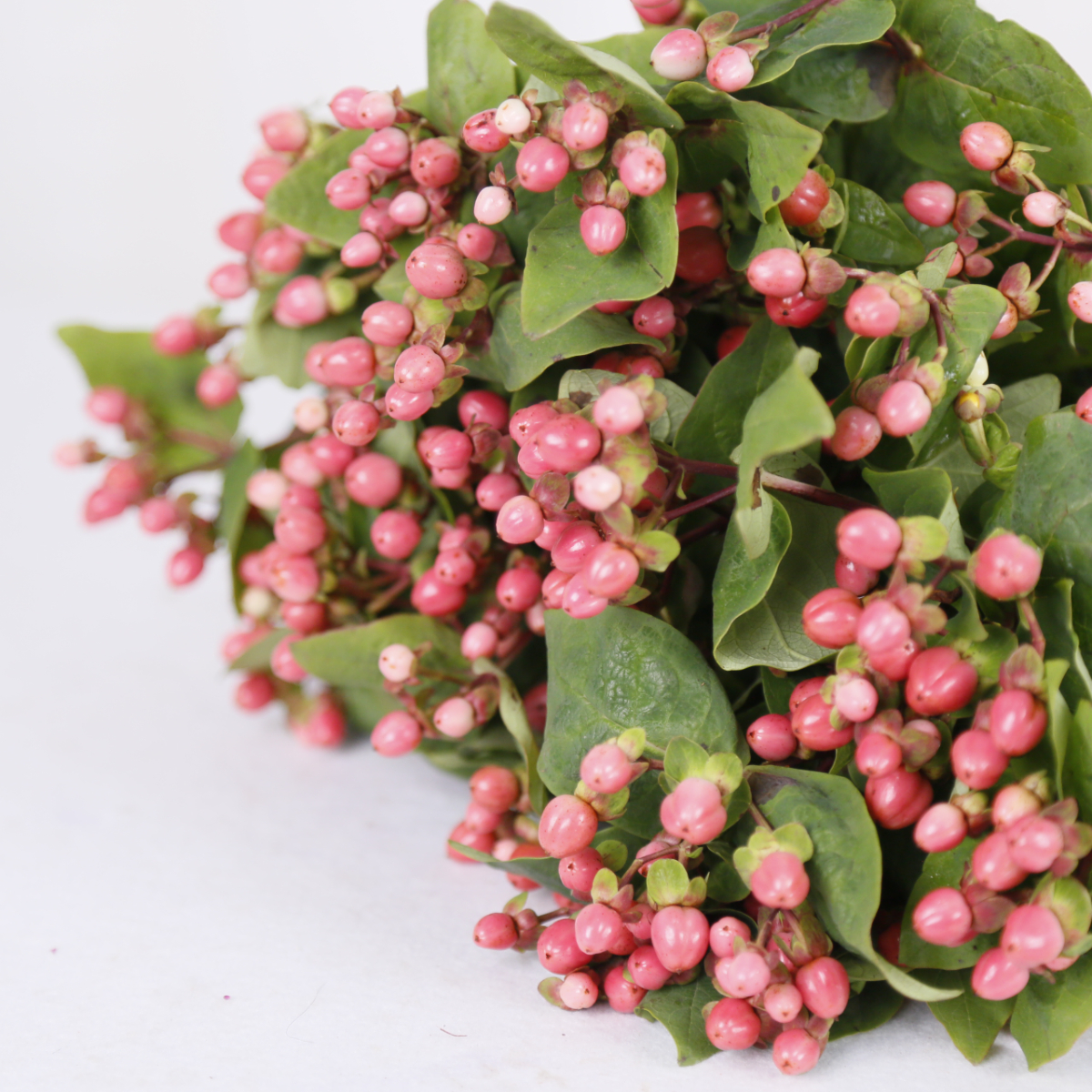 _G7A9934.JPG _G7A9934.JPG