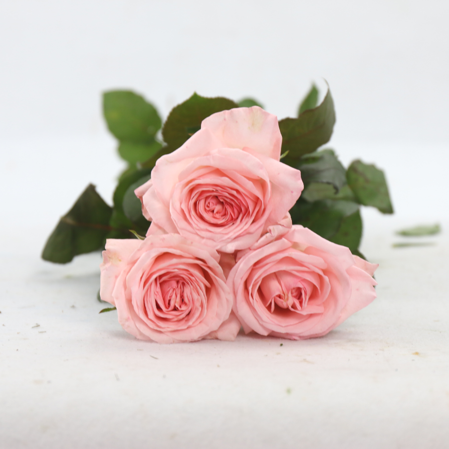 IMG_9635.JPG IMG_9635.JPG