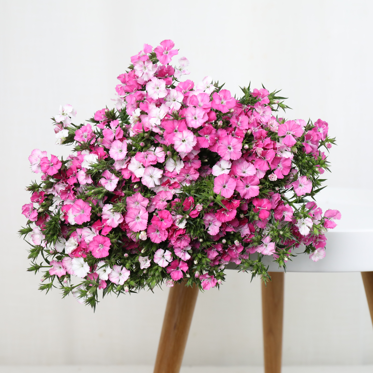 4I7A6594.JPG 4I7A6594.JPG