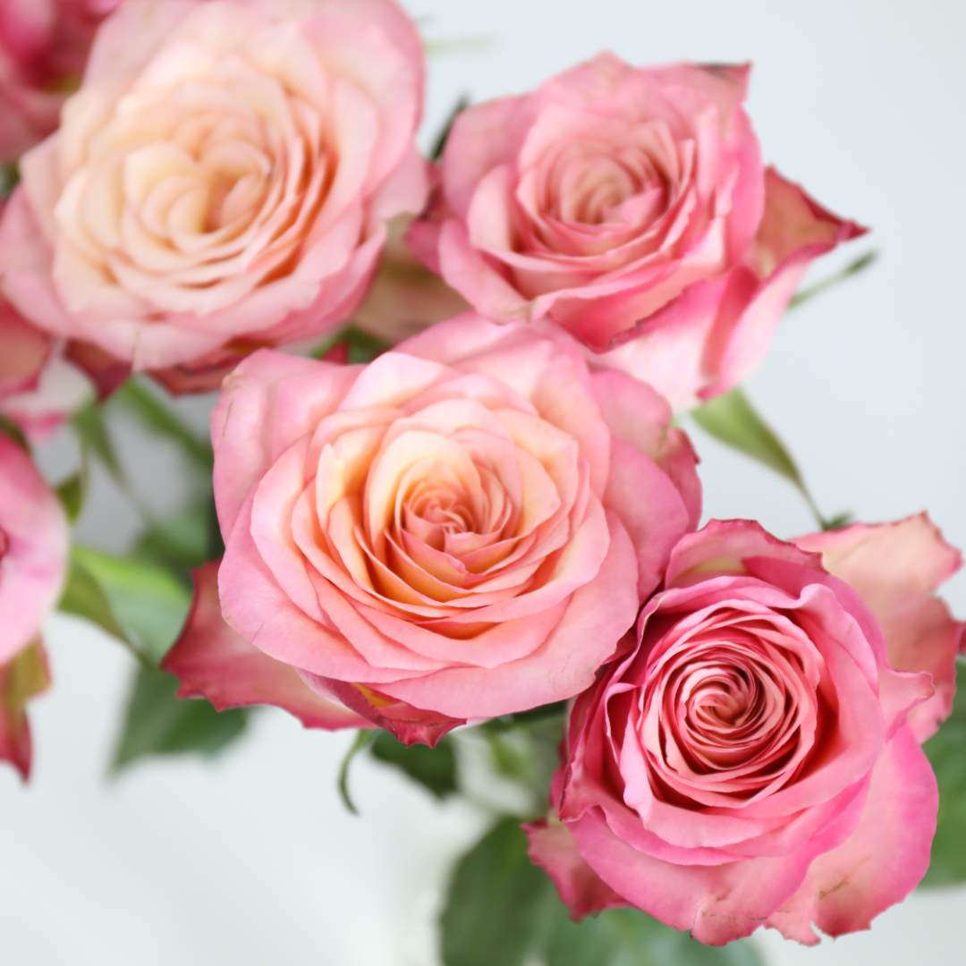 4I7A9972.JPG 4I7A9972.JPG