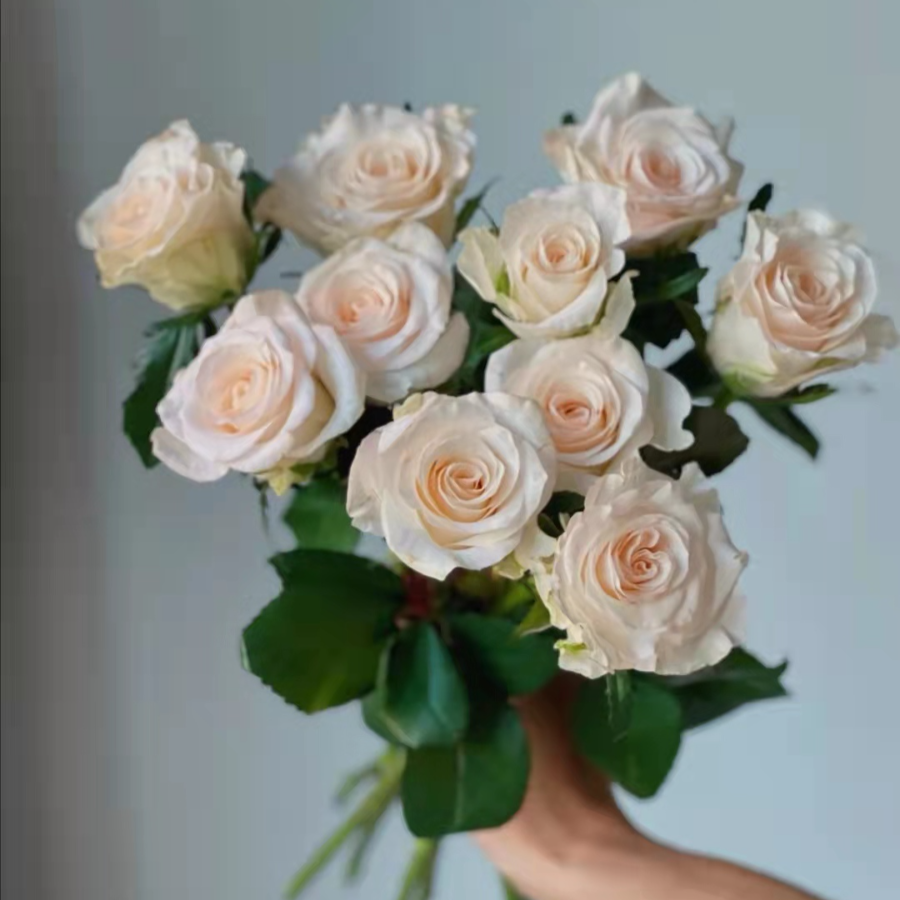 牛油果.png 牛油果.png