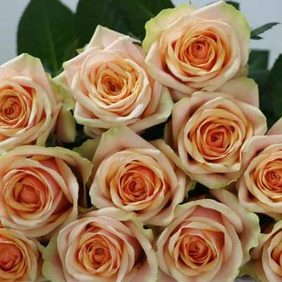 迪威娜.png 迪威娜.png