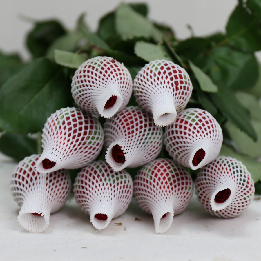 IMG_1833.JPG IMG_1833.JPG