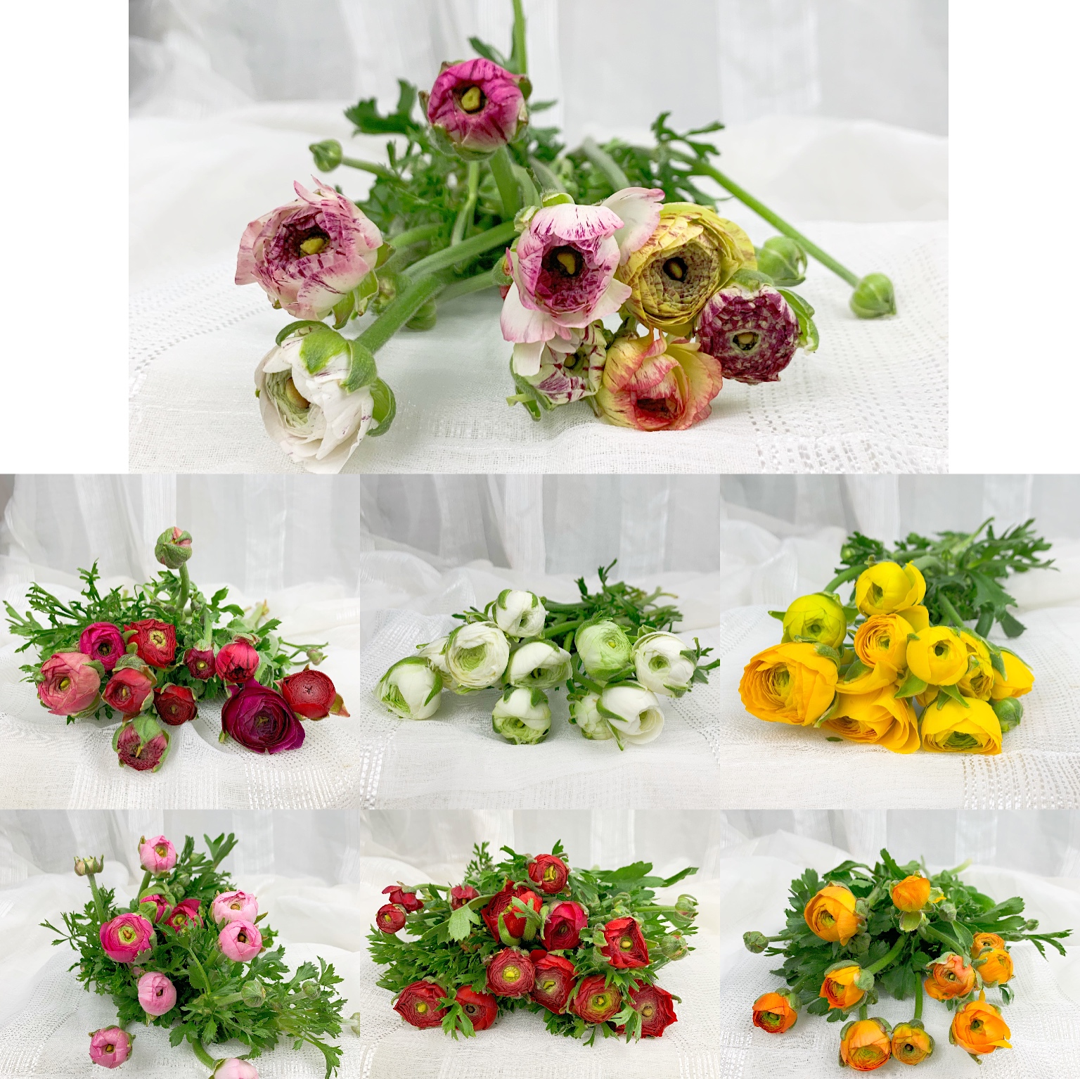 银叶菊.jpg 银叶菊.jpg