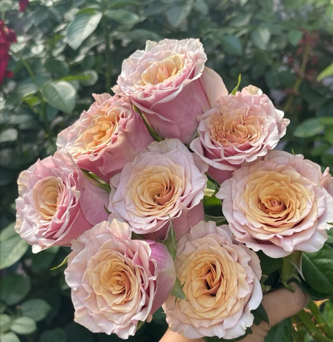 玛贝拉.jpg 玛贝拉.jpg