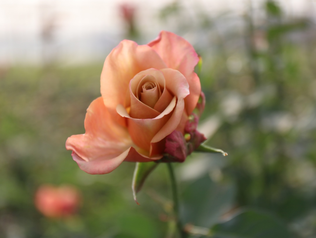 蜂蜜黄金 (12).JPG